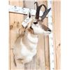 Image 4 : Nice Pronghorn Antelope Shoulder Mount Taxidermy