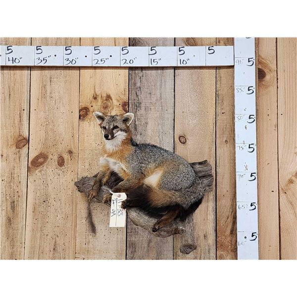 Grey Fox Relaxing On Driftwood Taxidermy Mount