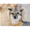 Image 2 : Grey Fox Relaxing On Driftwood Taxidermy Mount