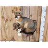 Image 3 : Grey Fox Relaxing On Driftwood Taxidermy Mount