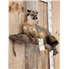 Image 4 : Grey Fox Relaxing On Driftwood Taxidermy Mount