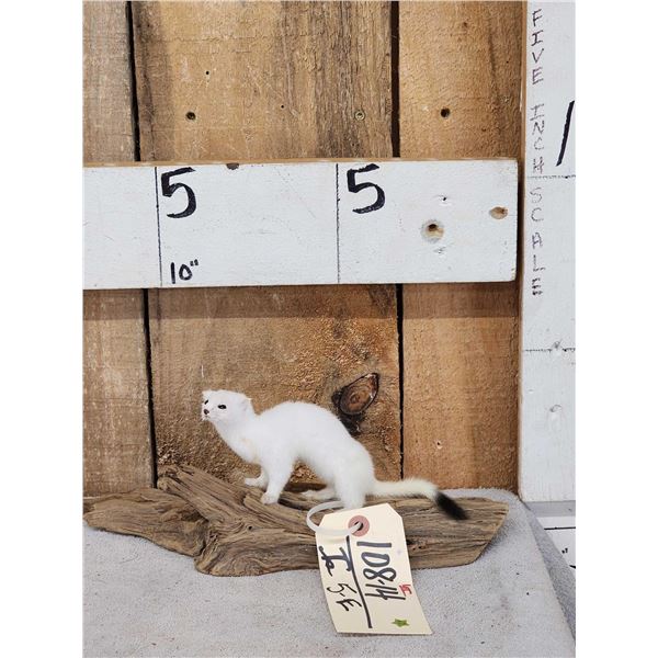 Weasel On Driftwood Taxidermy Mount