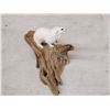 Image 3 : Weasel On Driftwood Taxidermy Mount