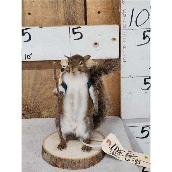 Backpacking Squirrel Full Body Taxidermy Mount