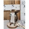Image 1 : Backpacking Squirrel Full Body Taxidermy Mount