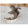 Image 2 : Squirrel In A Birch Bark Canoe Taxidermy