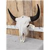 Image 3 : American Bison Buffalo Skull Taxidermy