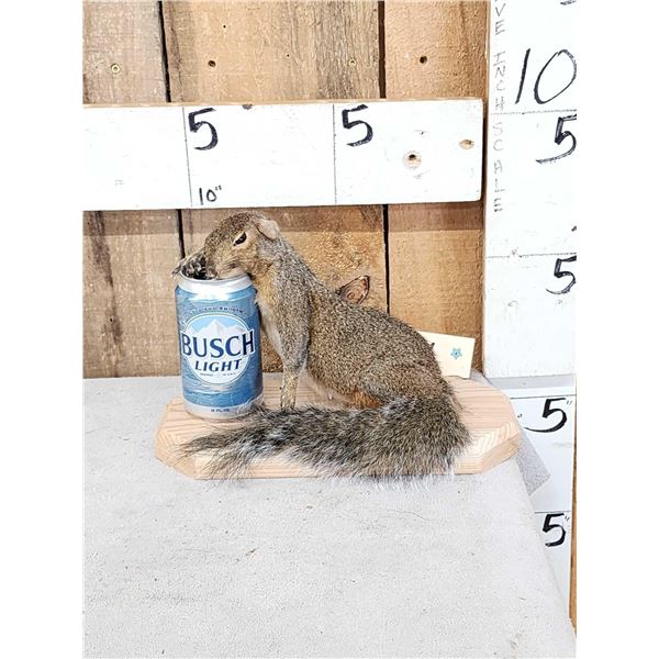 Drunken Squirrel Full Body Taxidermy Mount