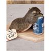 Image 3 : Drunken Squirrel Full Body Taxidermy Mount