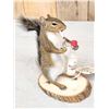 Image 2 : Naughty Squirrel Full Body Taxidermy Mount