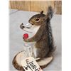 Image 3 : Naughty Squirrel Full Body Taxidermy Mount
