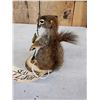 Image 4 : Fishing Squirrel Full Body Taxidermy Mount