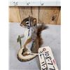 Image 6 : Fishing Squirrel Full Body Taxidermy Mount