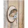 Image 3 : Naughty Squirrel Taxidermy Mount
