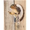 Image 3 : Naughty Squirrel Taxidermy Mount