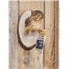 Image 4 : Naughty Squirrel Taxidermy Mount