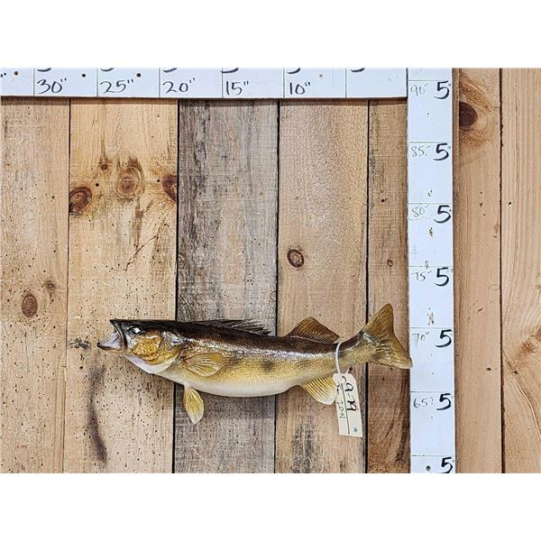 26" Walleye Real Skin Fish Taxidermy