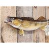 Image 2 : 26" Walleye Real Skin Fish Taxidermy