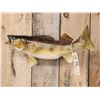 Image 4 : 26" Walleye Real Skin Fish Taxidermy