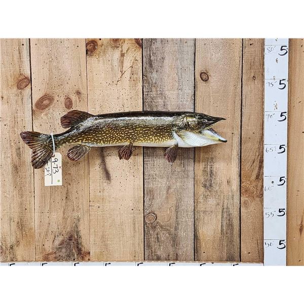 31" Northern Pike Real Skin Fish Taxidermy