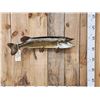 Image 1 : 31" Northern Pike Real Skin Fish Taxidermy