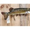 Image 3 : 31" Northern Pike Real Skin Fish Taxidermy