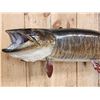 Image 2 : Giant 50" Muskie Real Skin Fish Taxidermy