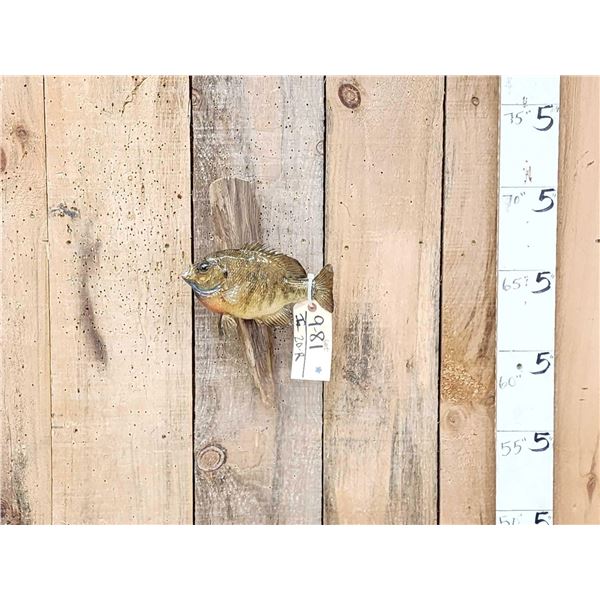 9 1/2" Bluegill Real Skin Fish Taxidermy