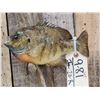 Image 2 : 9 1/2" Bluegill Real Skin Fish Taxidermy