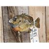 Image 3 : 9 1/2" Bluegill Real Skin Fish Taxidermy