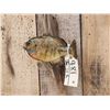 Image 4 : 9 1/2" Bluegill Real Skin Fish Taxidermy