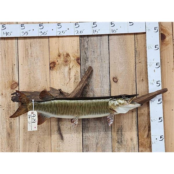 34" Muskie Real Skin Fish Taxidermy