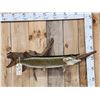 Image 1 : 34" Muskie Real Skin Fish Taxidermy