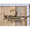 Image 4 : 34" Muskie Real Skin Fish Taxidermy