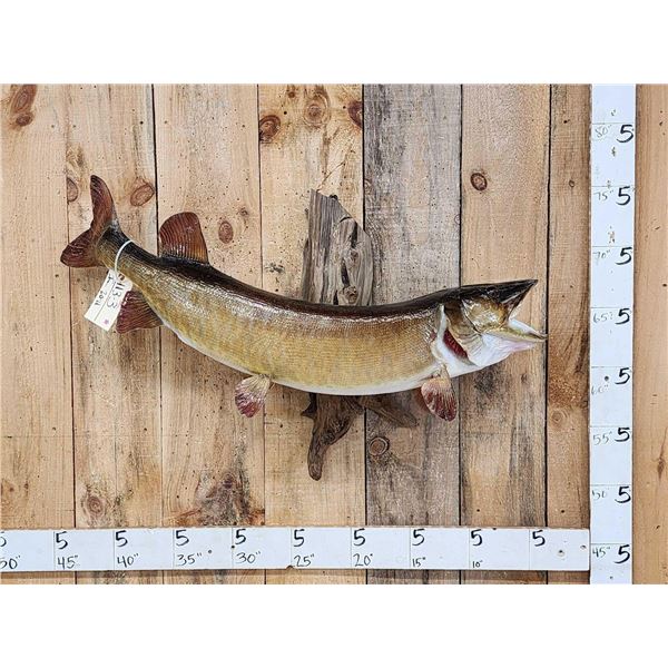 46" Muskie Real Skin Fish Taxidermy