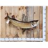 Image 1 : 46" Muskie Real Skin Fish Taxidermy