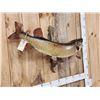 Image 4 : 46" Muskie Real Skin Fish Taxidermy
