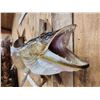 Image 6 : 46" Muskie Real Skin Fish Taxidermy