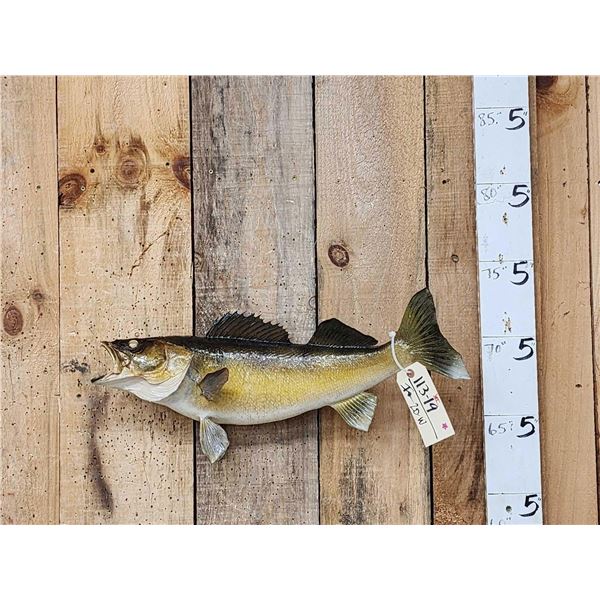 24" Walleye Real Skin Fish Taxidermy
