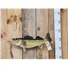 Image 1 : 24" Walleye Real Skin Fish Taxidermy