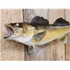 Image 2 : 24" Walleye Real Skin Fish Taxidermy