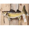 Image 3 : 24" Walleye Real Skin Fish Taxidermy