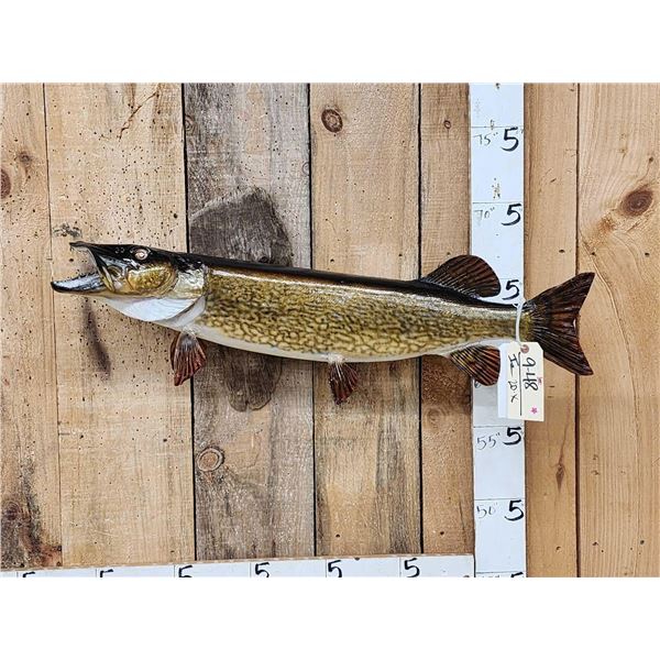 34" Northern Pike Real Skin Fish Taxidermy