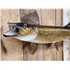 Image 2 : 34" Northern Pike Real Skin Fish Taxidermy