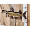 Image 3 : 34" Northern Pike Real Skin Fish Taxidermy