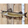 Image 4 : 34" Northern Pike Real Skin Fish Taxidermy