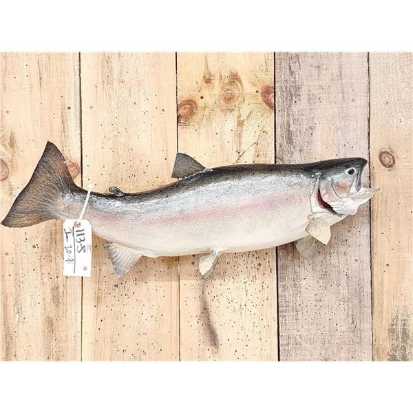 32" Rainbow Trout Real Skin Fish Taxidermy