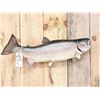 Image 1 : 32" Rainbow Trout Real Skin Fish Taxidermy
