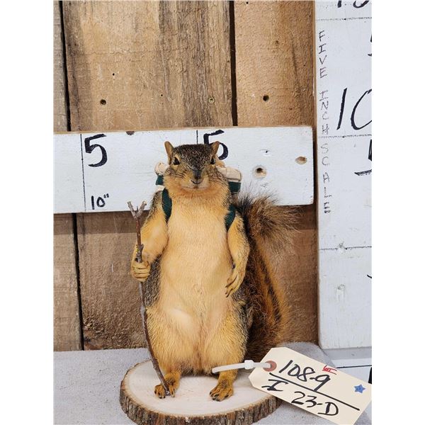 Backpacking Squirrel Full Body Taxidermy Mount