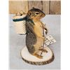 Image 2 : Backpacking Squirrel Full Body Taxidermy Mount